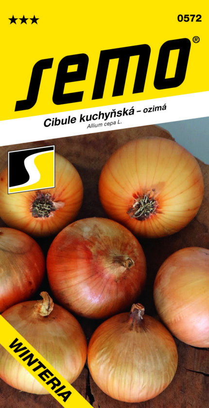Küchenzwiebel Winteria