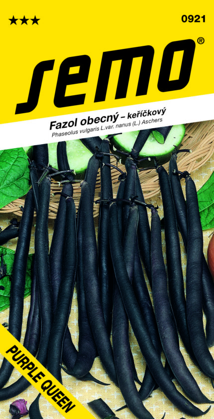 Gewöhnliche Buschbohne Purple Queen