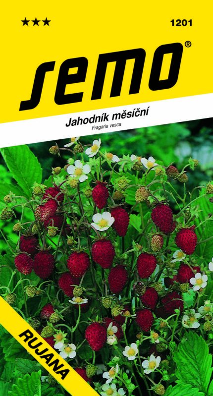 Monatserdbeere Rujana