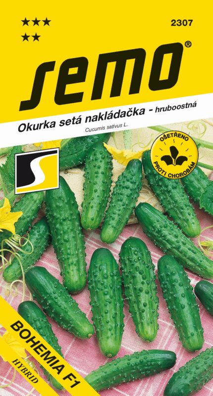 Gurken-Salatgurke Bohemia F1 – grobwarzig (Samen)