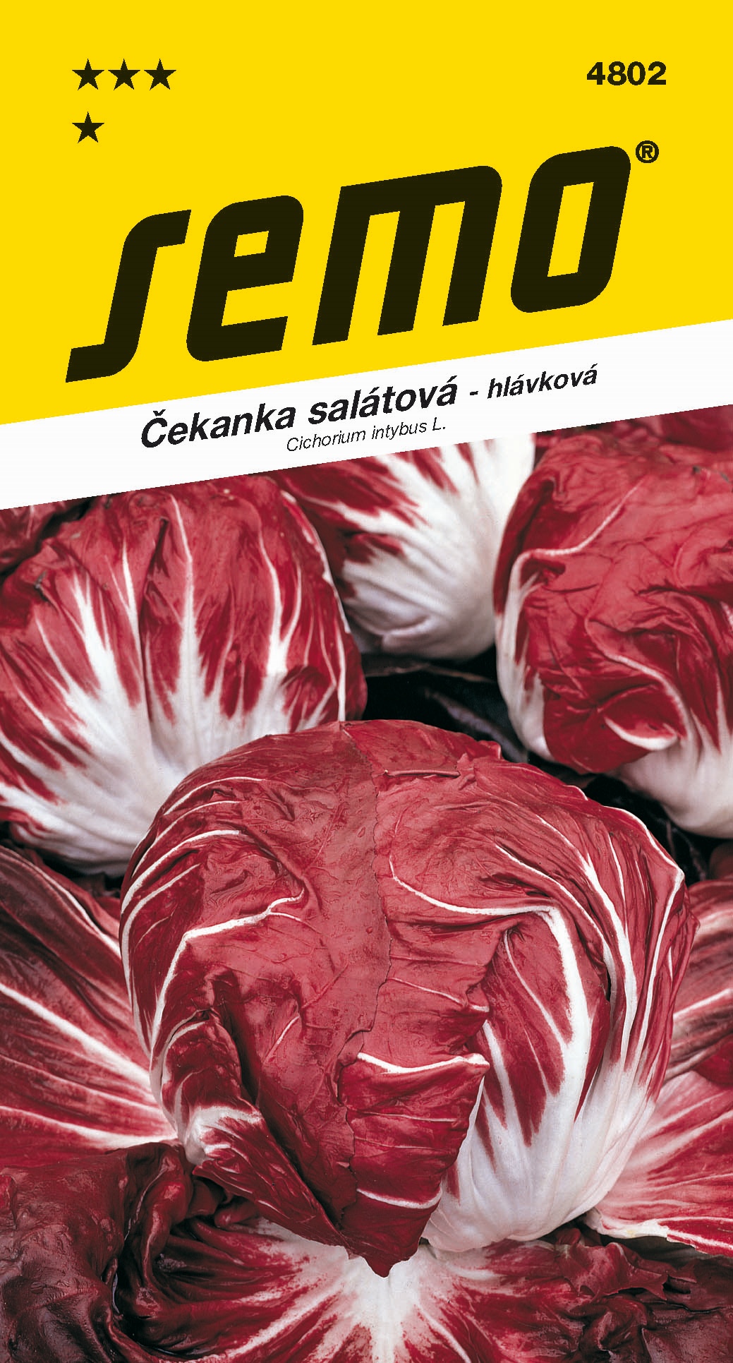 4802_čekanka sal. PALLA ROSSA 3
