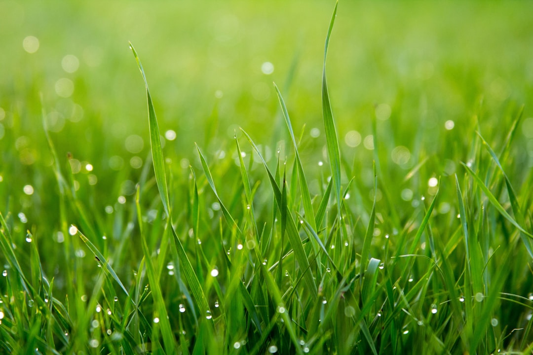 Taubedeckte grüne Grashalme im Frühjahr – ideale Bedingungen für die erste Rasendüngung der Saison. Foto: Unsplash