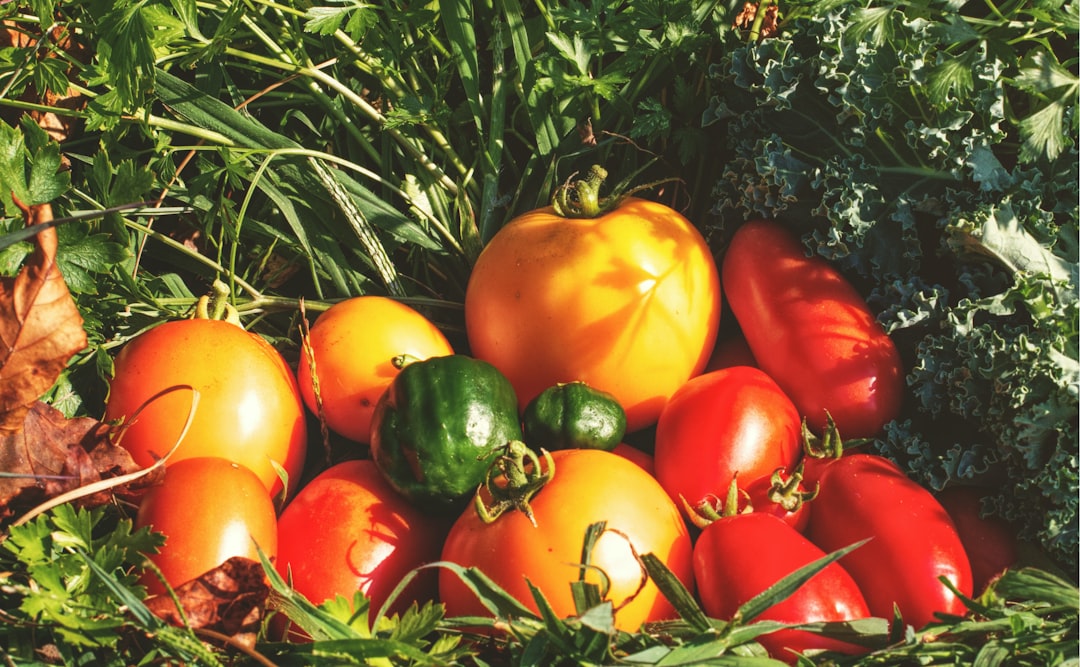 Frische Tomaten verschiedener Sorten im Garten – ideale Kulturpflanzen für Kalzium-Zink-Bor Blattdüngung