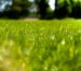 Gepflegter grüner Rasen im Sommer unter Sonnenlicht – Rasen düngen im Sommer