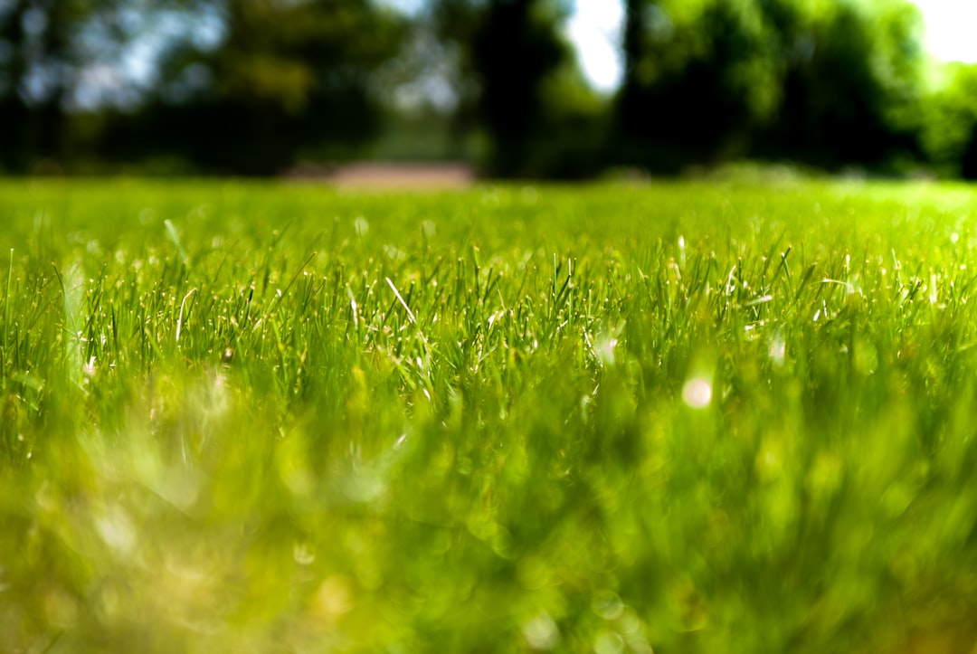 Gepflegter grüner Rasen im Sommer unter Sonnenlicht – Rasen düngen im Sommer