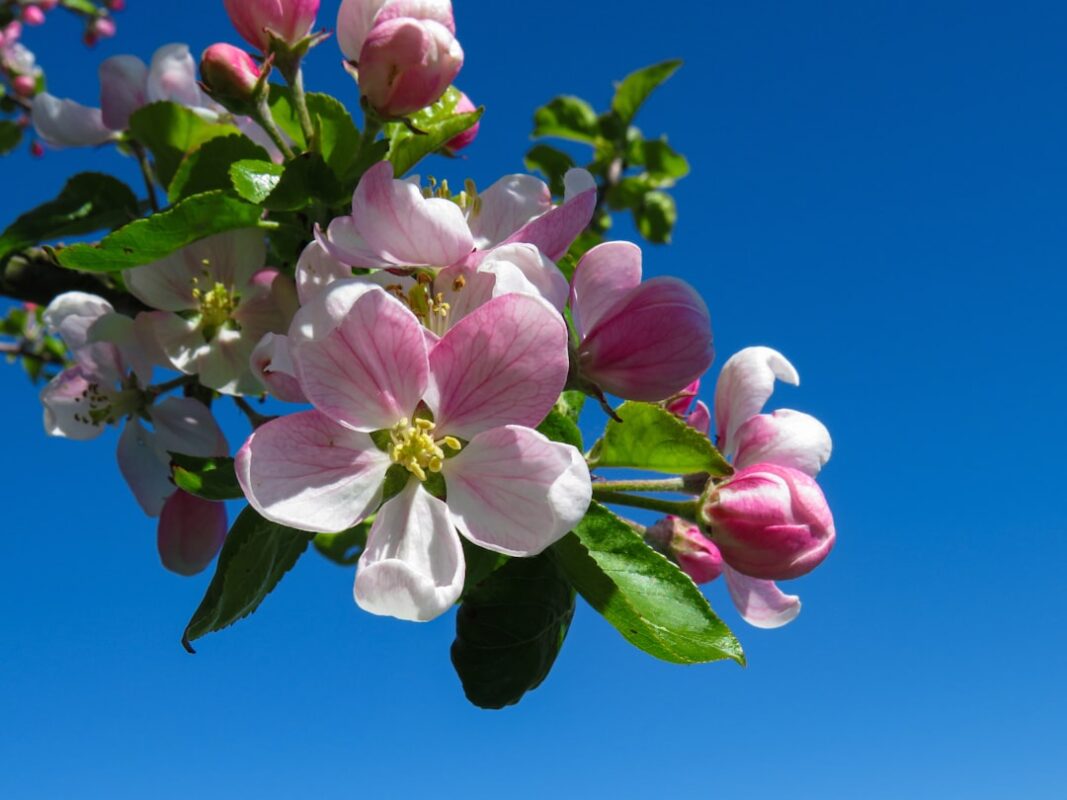 Apfelblüten im Frühling unter blauem Himmel – Kalzium, Bor und Zink unterstützen Blüte und Fruchtansatz bei Obstgehölzen