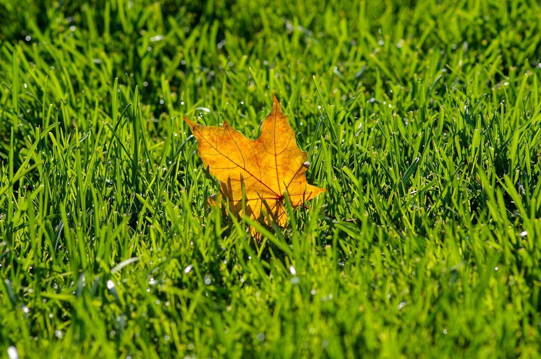 Gelbes Herbstblatt auf grünem Rasen – Symbol für die Rasenpflege im Herbst