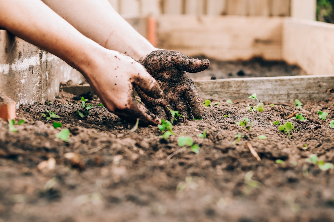 Gärtner arbeitet mit den Händen im Hochbeet – Bodenpflege und Kalziumversorgung im Garten