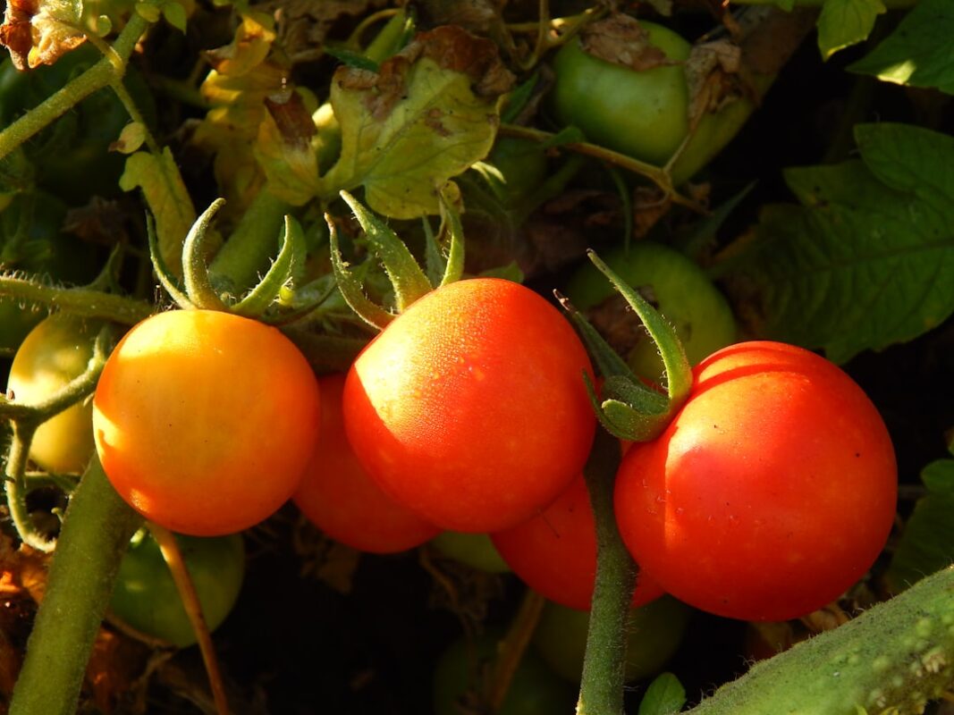 Tomaten in verschiedenen Reifestadien am Strauch – Tomaten gehören zu den borempfindlichen Kulturen
