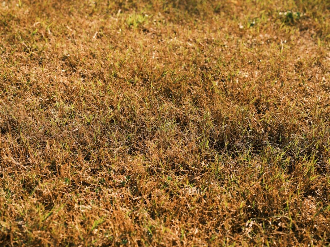 Verbrannter, ausgedörrter Rasen im Garten – Düngeschäden durch falsche Dosierung oder falschen Zeitpunkt