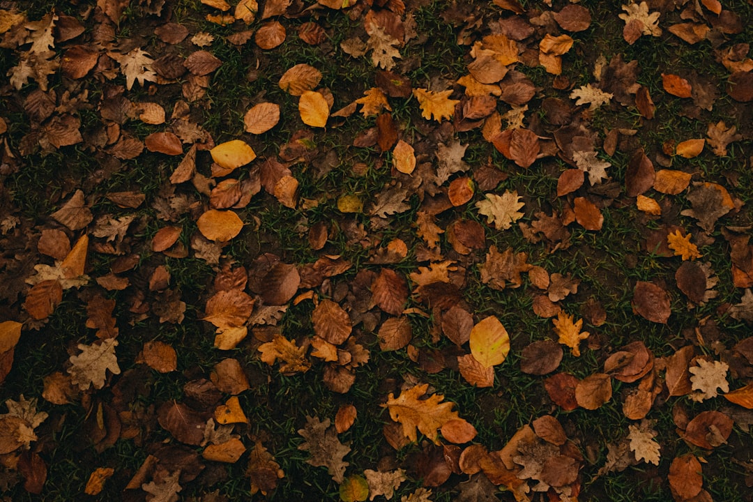 Herbstlaub auf dem Rasen – bevor gedüngt wird, sollten Blätter entfernt werden