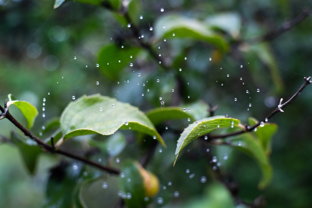 Wassertropfen auf grünen Blättern – Blattdüngung mit Kalzium-EDTA Blattspray
