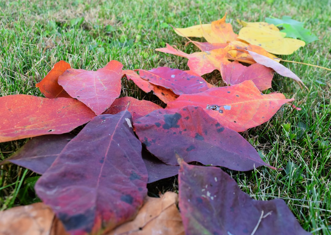 Bunte Herbstblätter in Rot und Gelb liegen auf grünem Rasen – Zeichen für den Beginn der Herbstdüngungsperiode im September/Oktober.