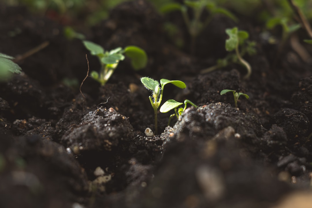 Kleine Keimpflanzen brechen durch dunklen Gartenboden – Symbol für den Frühjahrsauftrieb nach der ersten Düngung