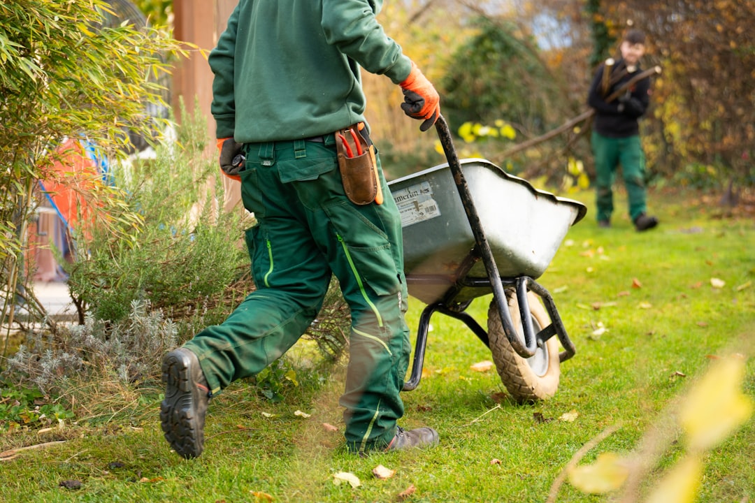 Gärtner bei der Herbstrasenpflege mit Schubkarre im herbstlichen Garten