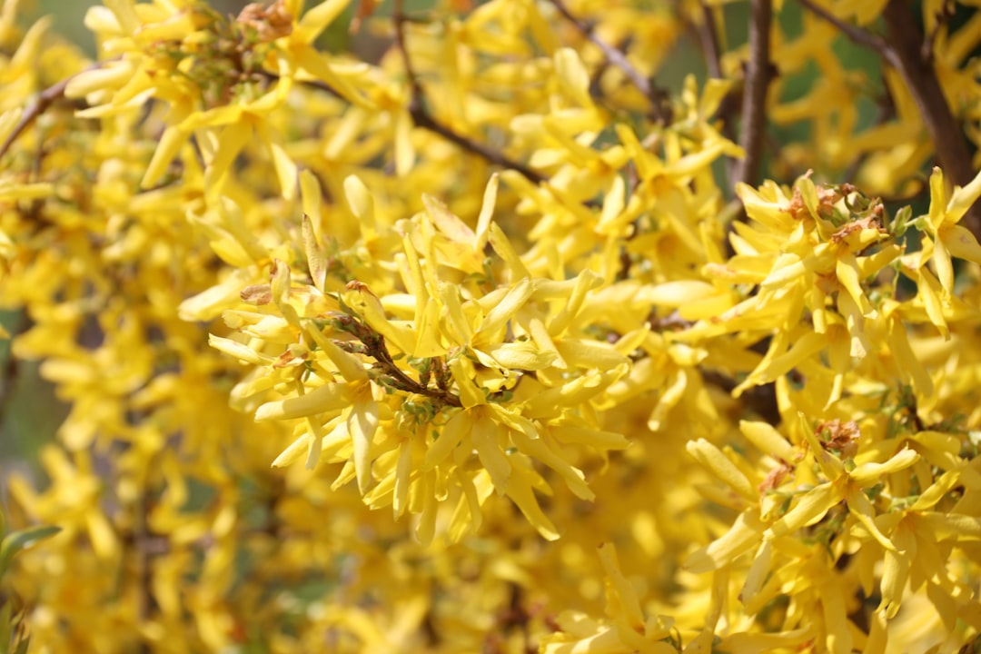 Blühende Forsythie mit leuchtend gelben Blüten – ein verlässlicher Indikator dafür, dass die Bodentemperatur für die Frühjahrsdüngung ausreicht.